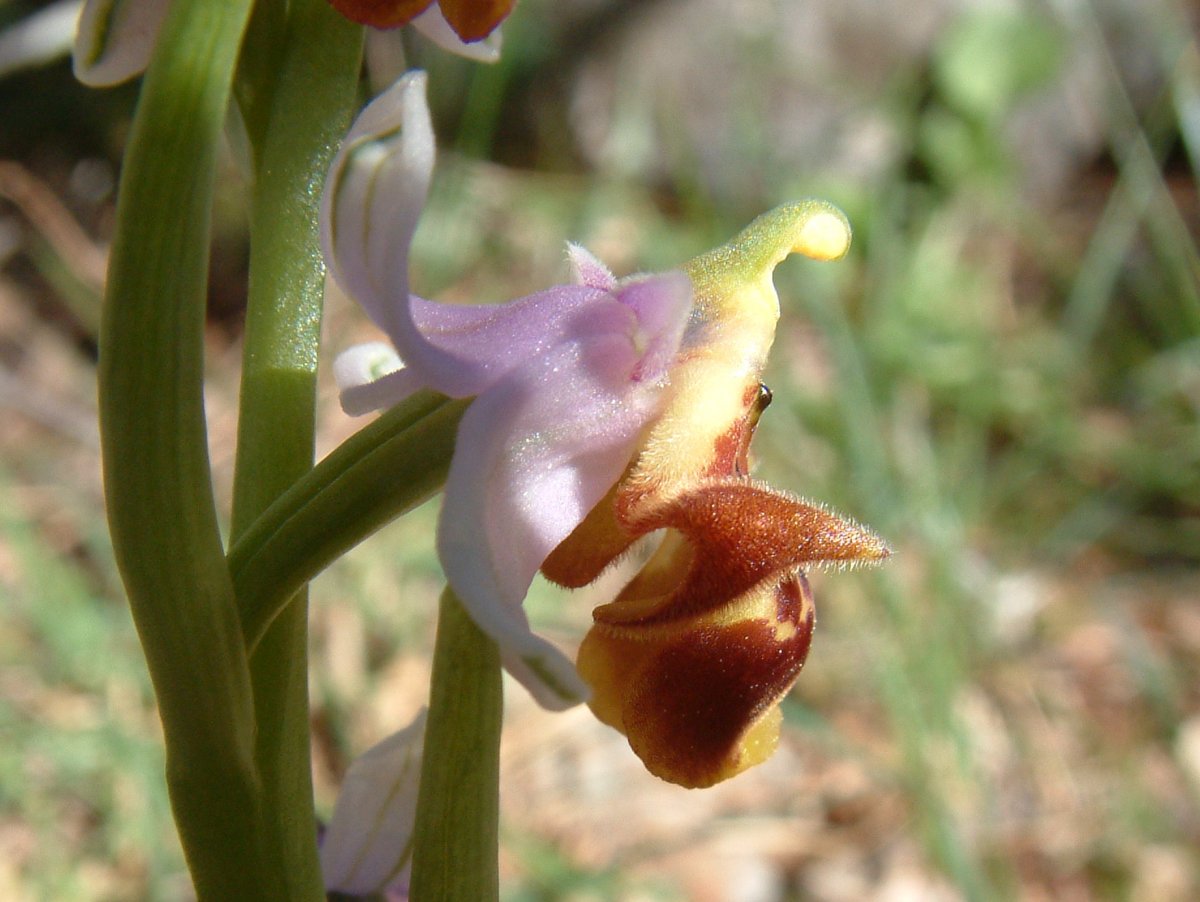 Ultime orchidee per quest''anno - Dalla Grecia con passione